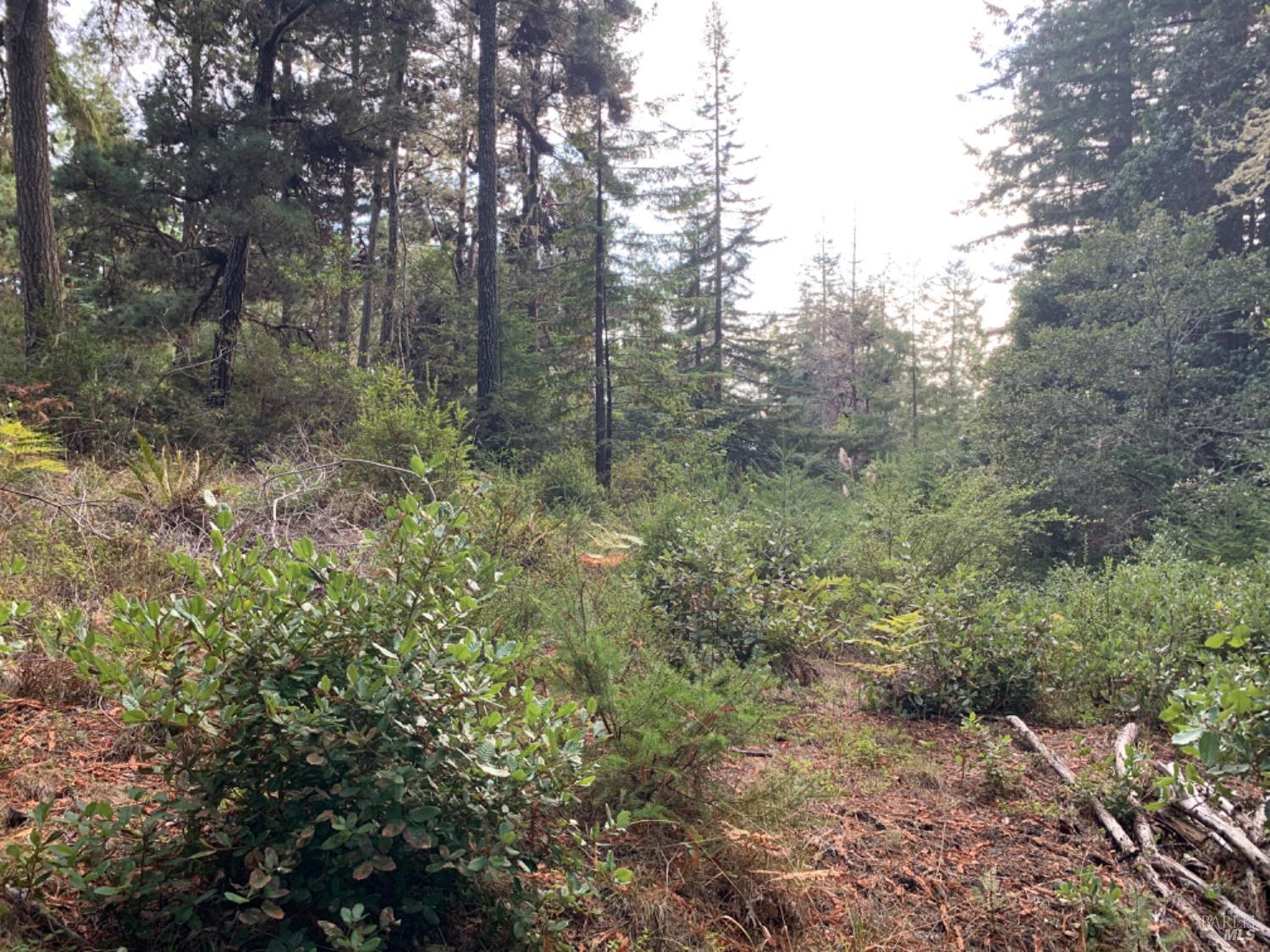 369 Big Tree Close, Unit 27A13 The Sea Ranch, CA 95497 - Photo 7 of 11 a view of a forest filled with trees