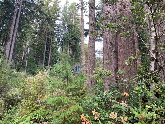 a plant of lots of trees