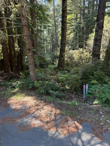 a view of a forest with trees