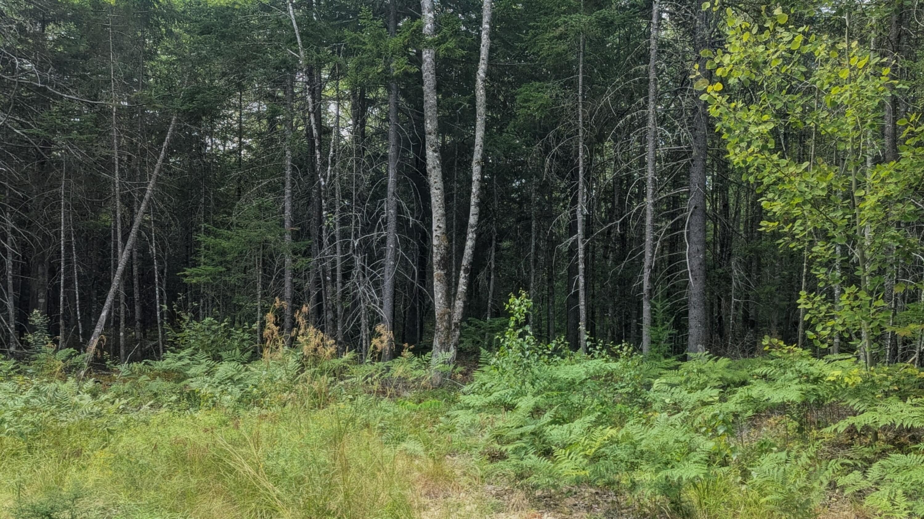 Tbd Station Road Pembroke, ME 04666 - Photo 2 of 9 1000007704