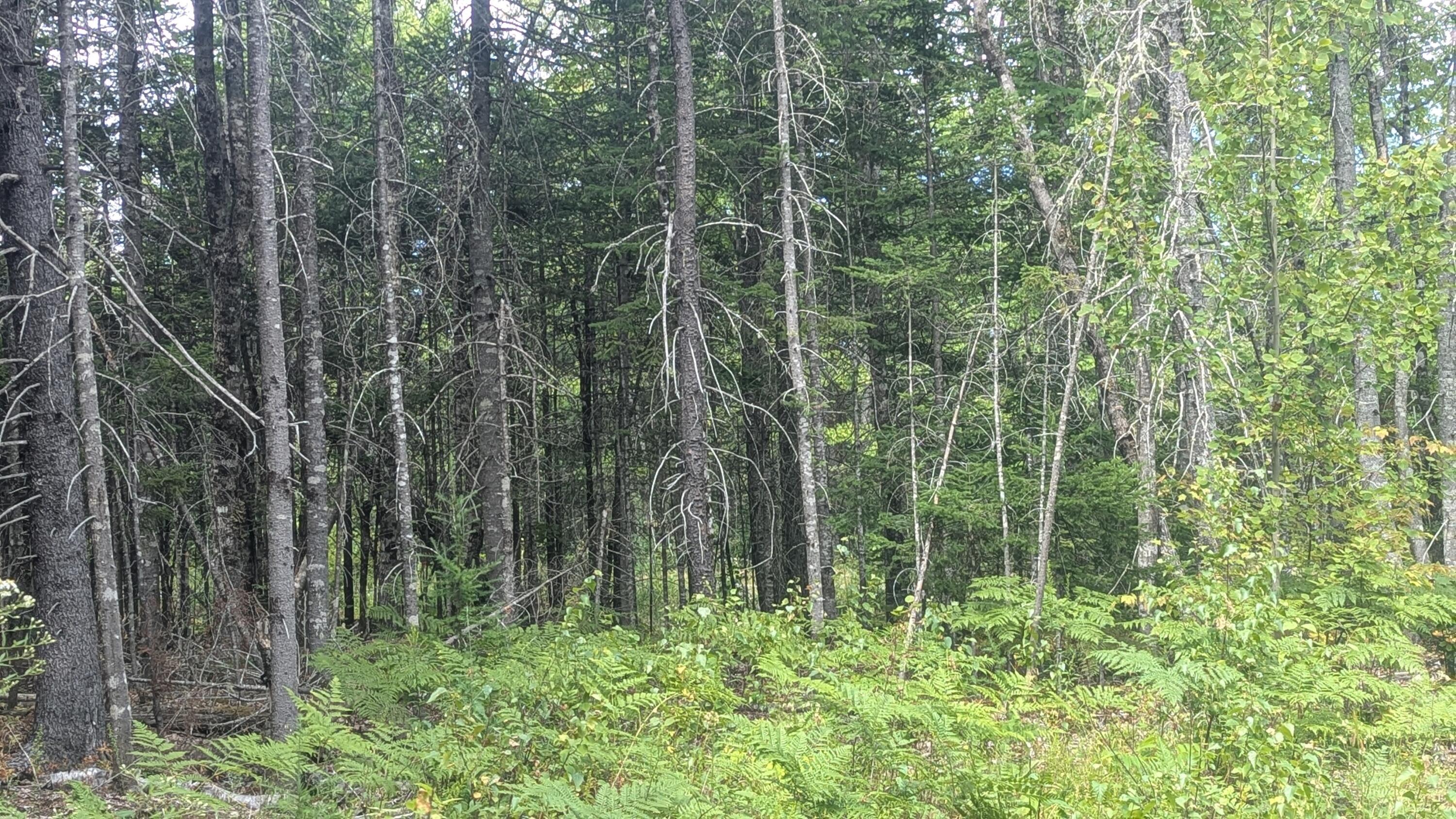 Tbd Station Road Pembroke, ME 04666 - Photo 4 of 9 PXL_20250820_162400971.PORTRAIT.ORIGINAL