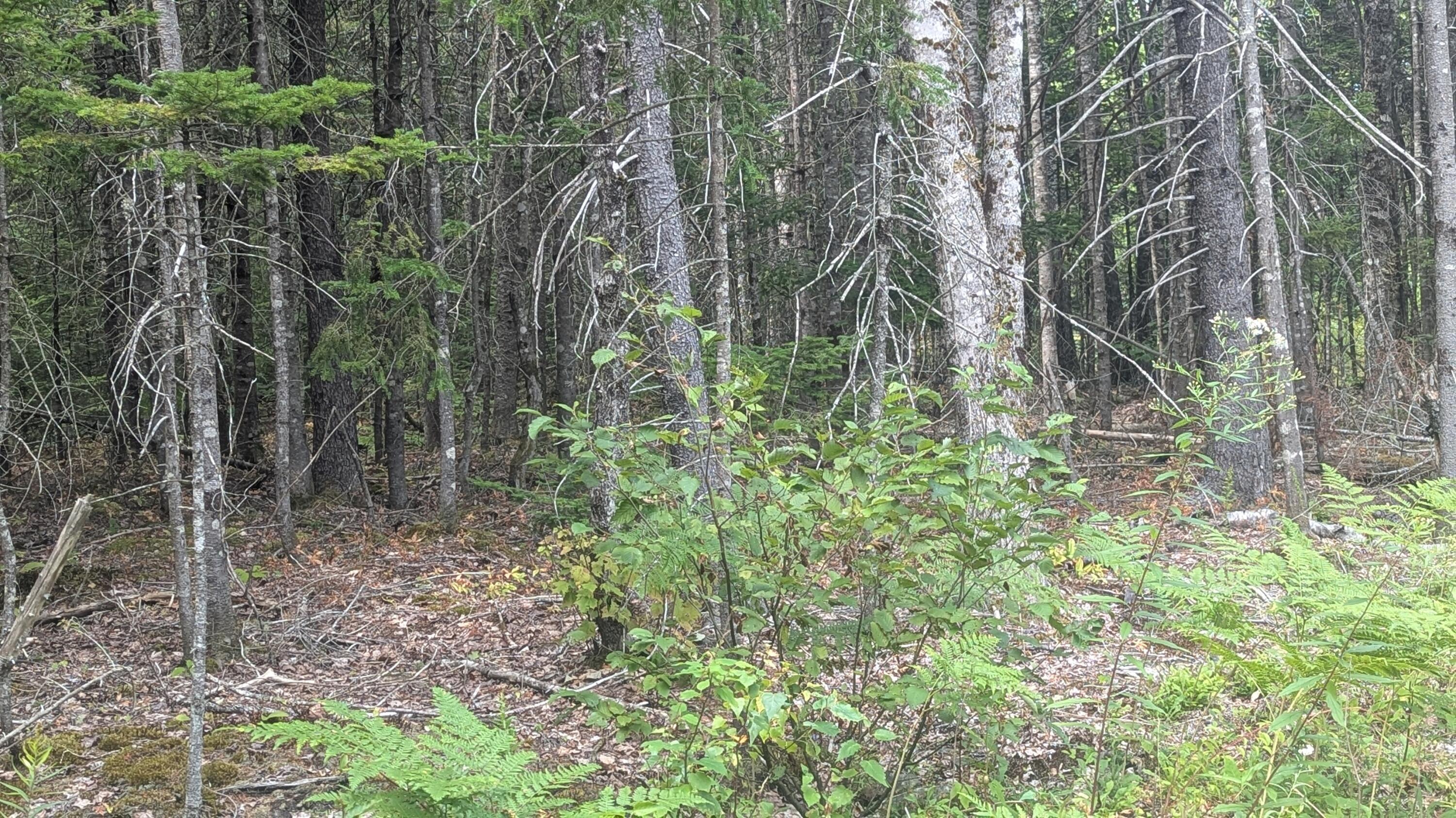 Tbd Station Road Pembroke, ME 04666 - Photo 9 of 9 1000007688