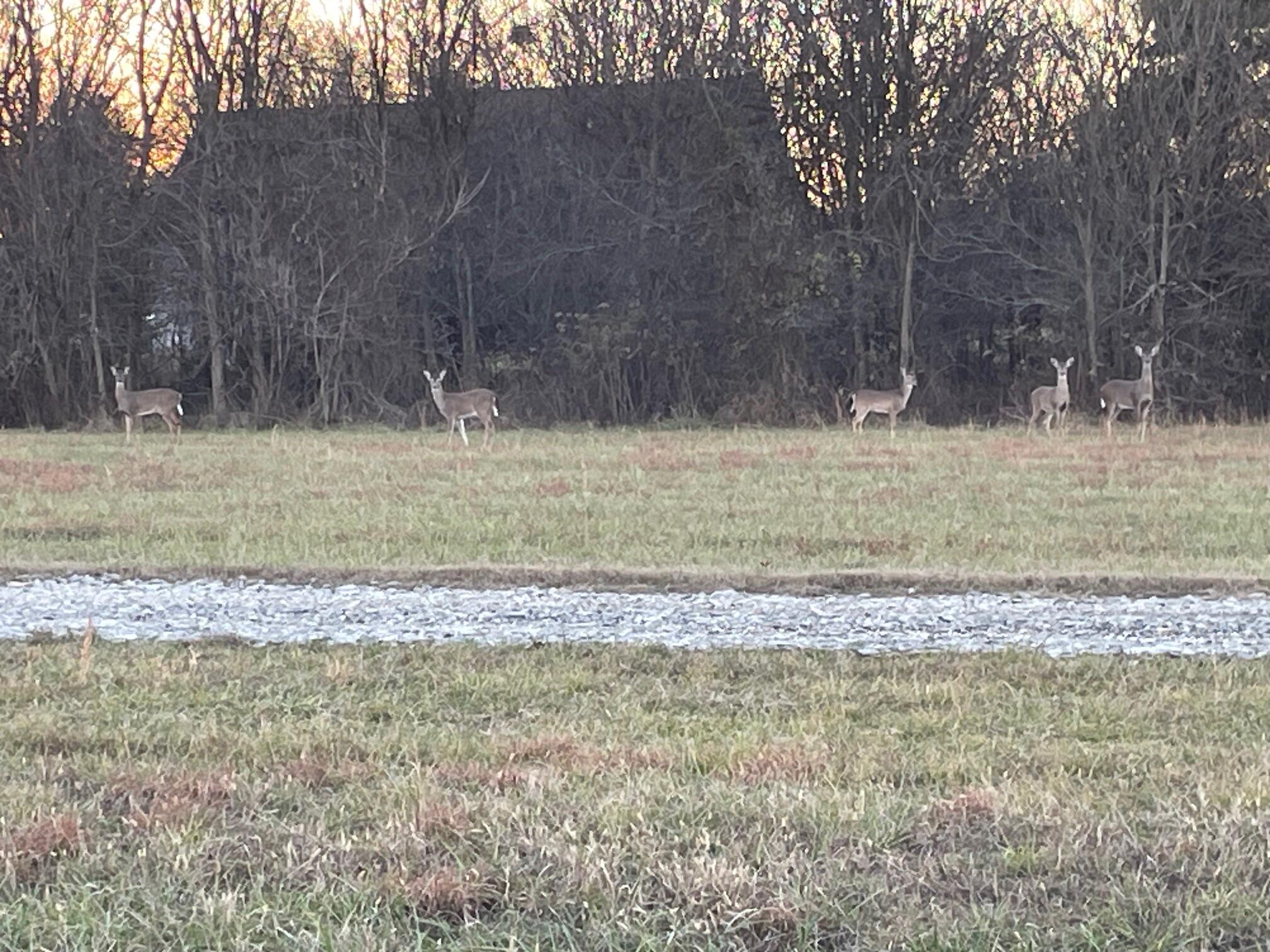 313 Lowry Lane Chickamauga, GA 30707 - Photo 57 of 57 IMG_4938