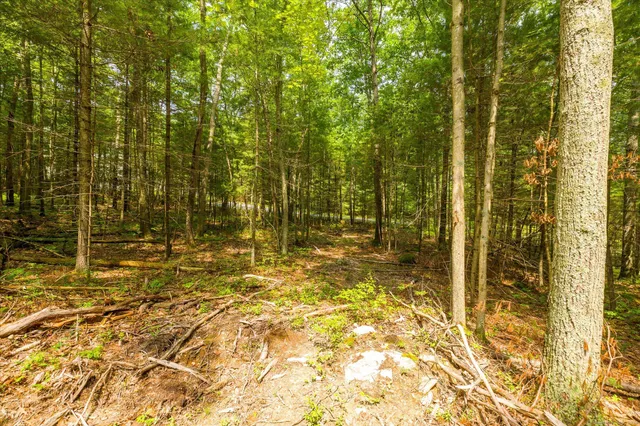 a view of a yard with potted plants