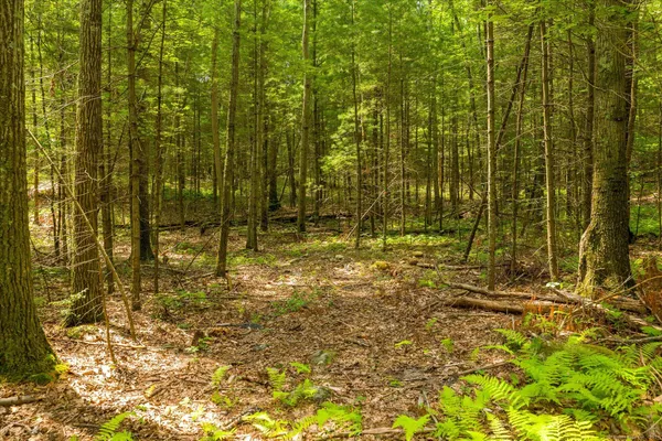 a view of a pathway of a yard