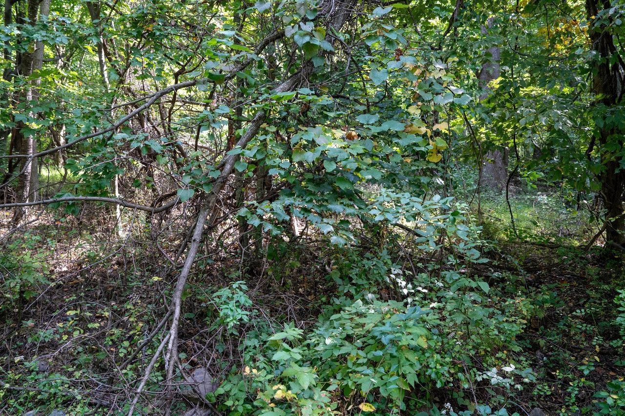 Lot 1 Price Ridge Road Stanley, VA 22851 - Photo 35 of 43 Gallery Image 35