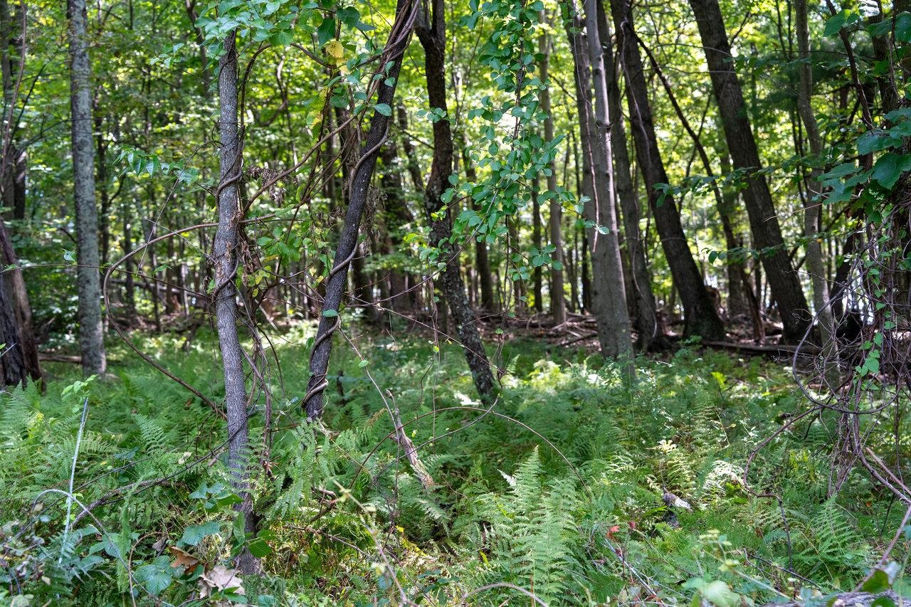 Lot 1 Price Ridge Road Stanley, VA 22851 - Photo 37 of 43 Gallery Image 37