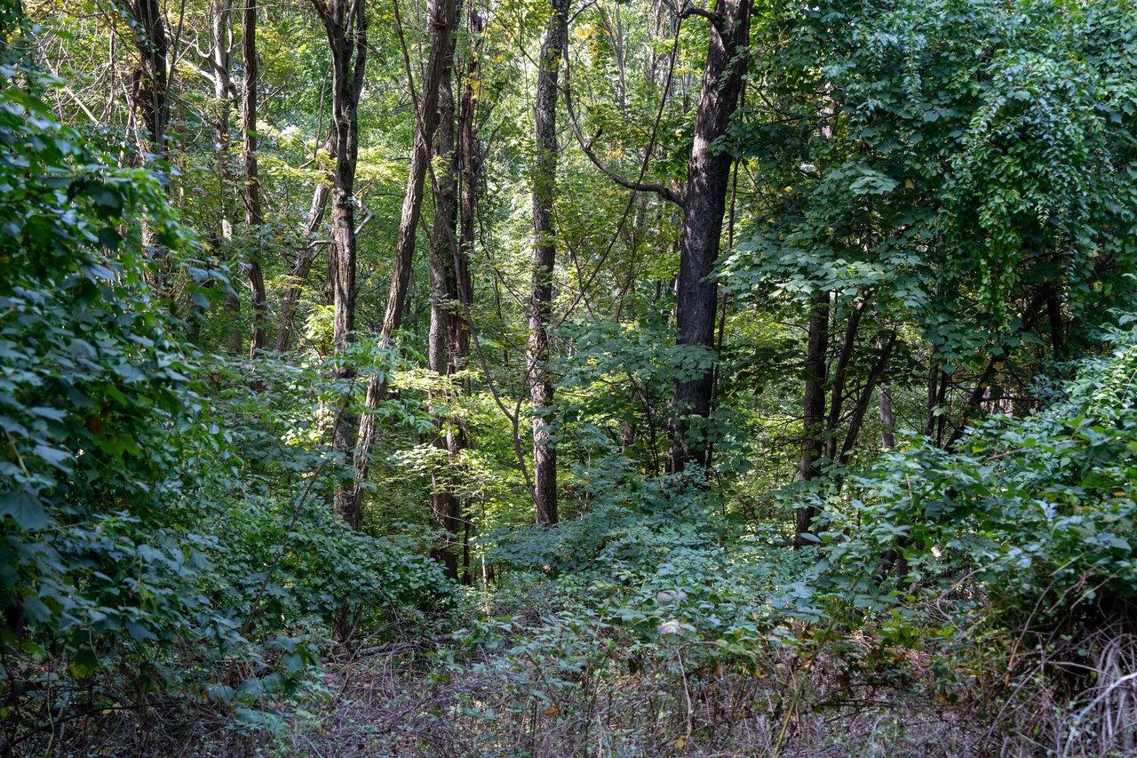 Lot 1 Price Ridge Road Stanley, VA 22851 - Photo 40 of 43 Gallery Image 40