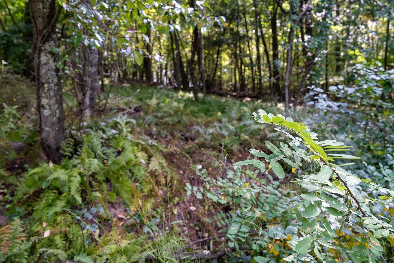 Lot 1 Price Ridge Road Stanley, VA 22851 - Photo 42 of 43 Gallery Image 42