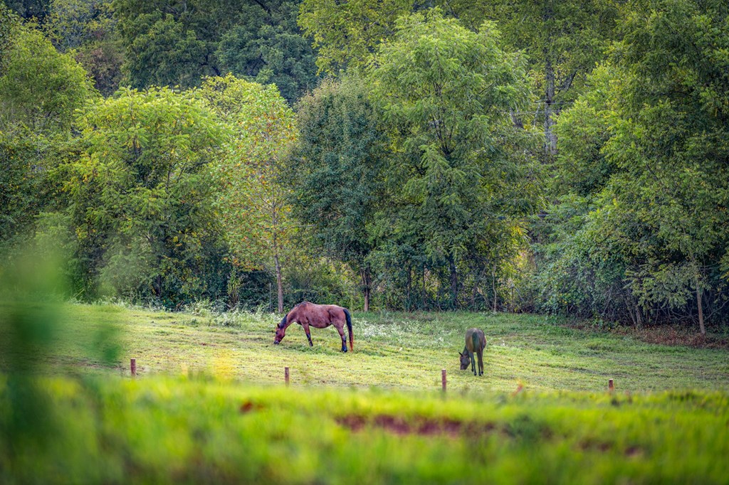 1241 Scenic Drive Blue Ridge, GA 30513 - Photo 36 of 96