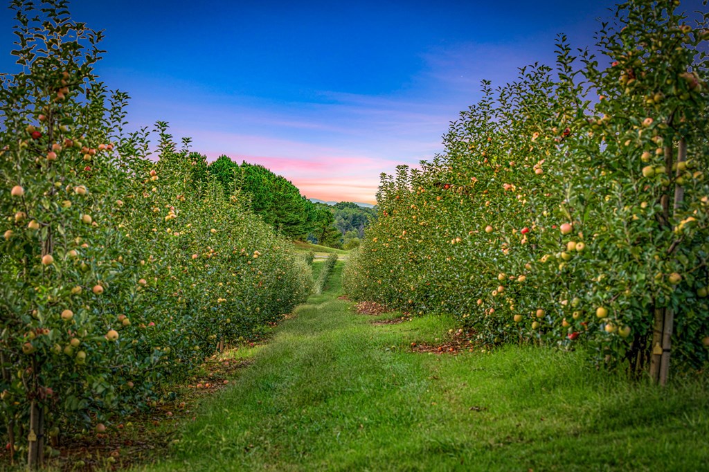 1241 Scenic Drive Blue Ridge, GA 30513 - Photo 75 of 96
