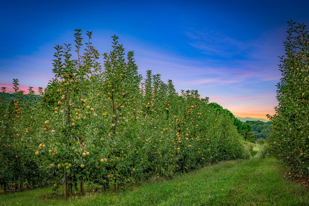 1241 Scenic Drive Blue Ridge, GA 30513 - Photo 94 of 96