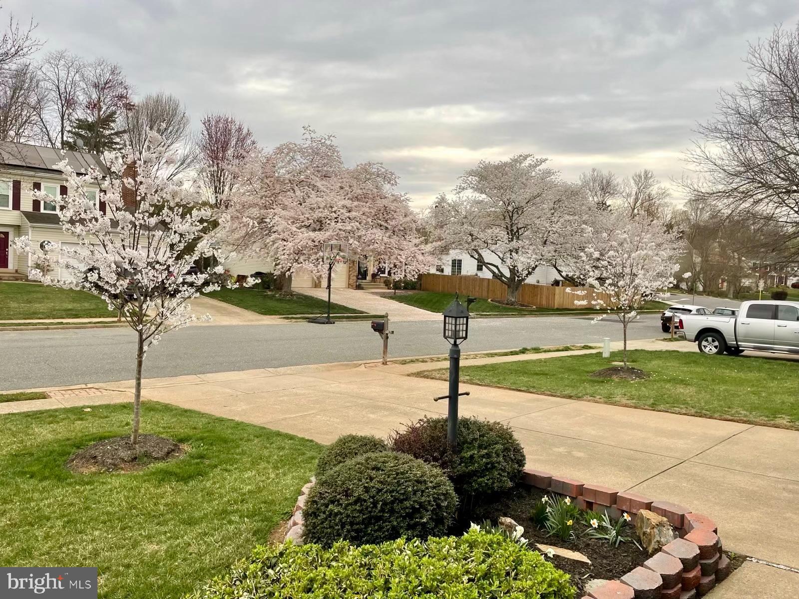 21 Burns Road Stafford, VA 22554 - Photo 28 of 35 Blossoming trees frame a serene neighborhood sc...