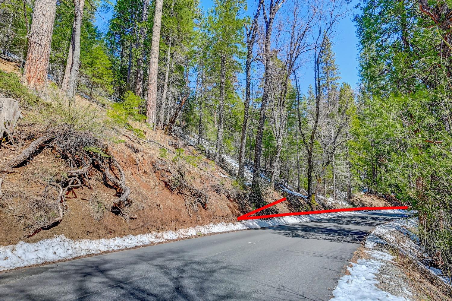 3488 Moran Road Arnold, CA 95223 - Photo 11 of 27 a small yard covered with tall trees