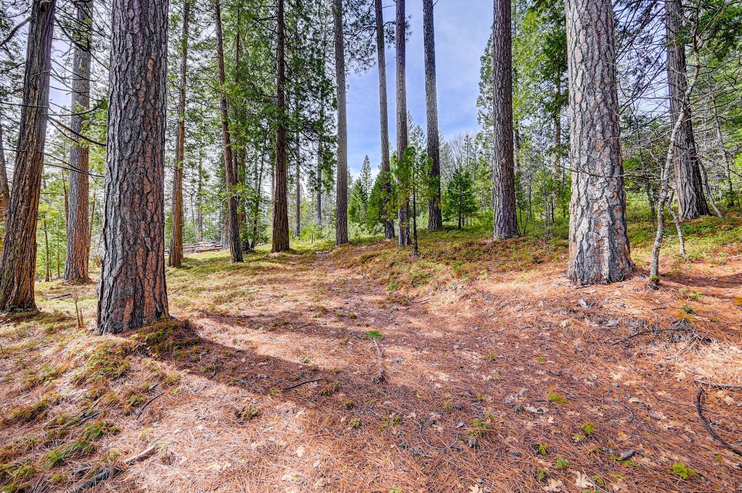 3488 Moran Road Arnold, CA 95223 - Photo 13 of 27 a backyard of a house with lots of green space