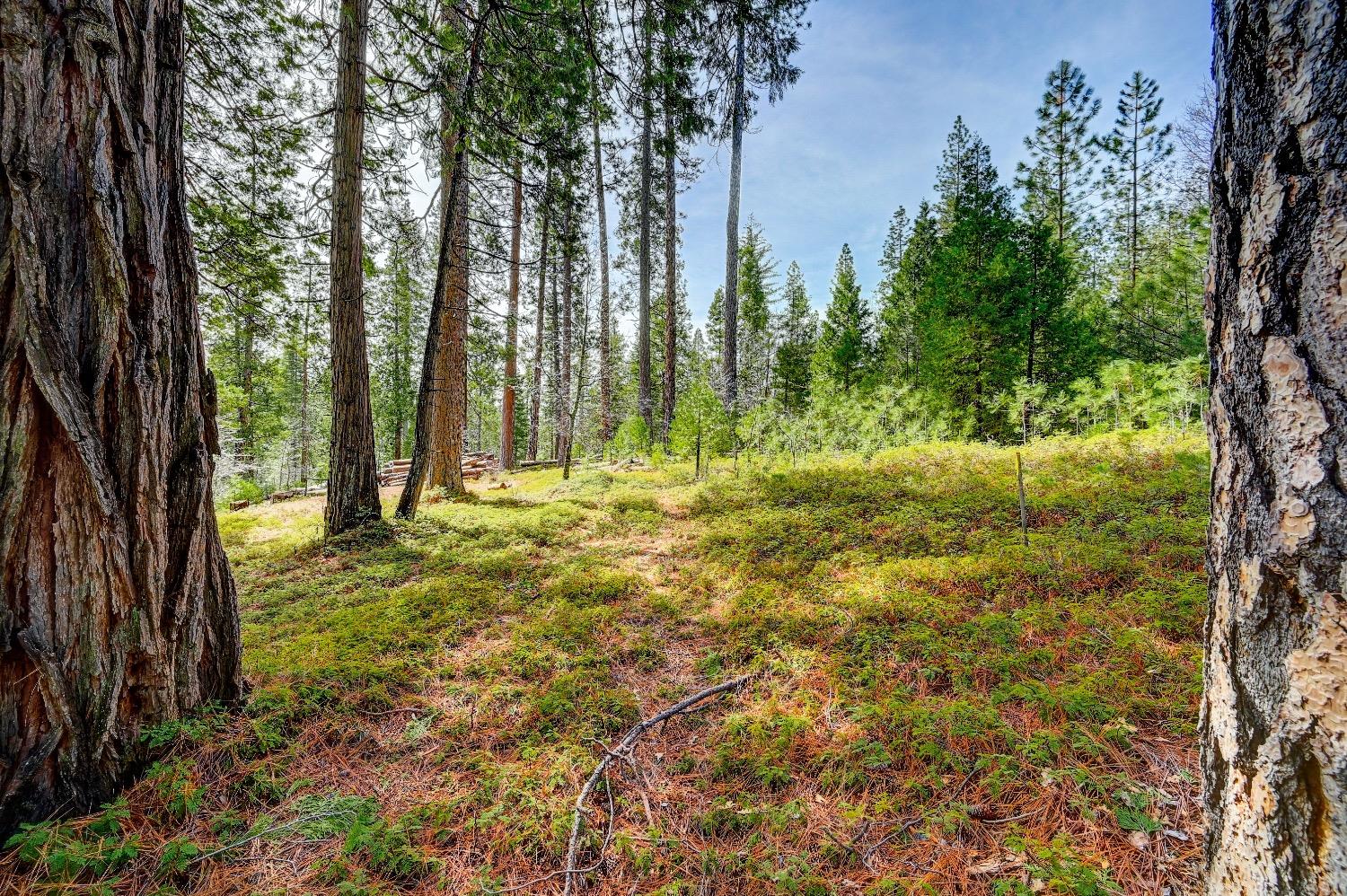 3488 Moran Road Arnold, CA 95223 - Photo 14 of 27 a view of outdoor space with trees