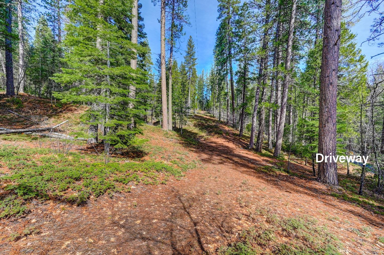 3488 Moran Road Arnold, CA 95223 - Photo 15 of 27 a view of a backyard with palm trees
