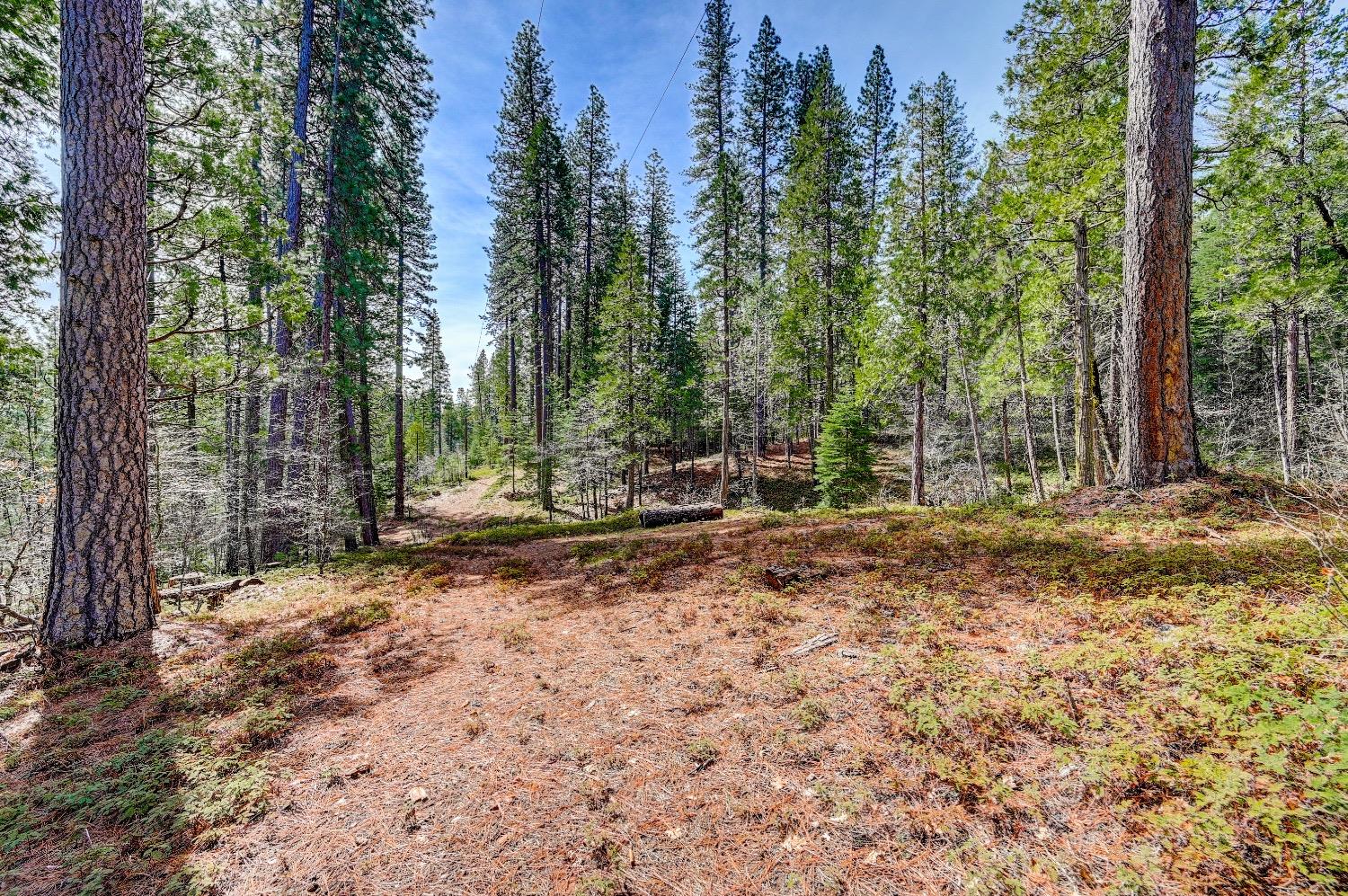 3488 Moran Road Arnold, CA 95223 - Photo 17 of 27 a backyard of a house with lots of green space