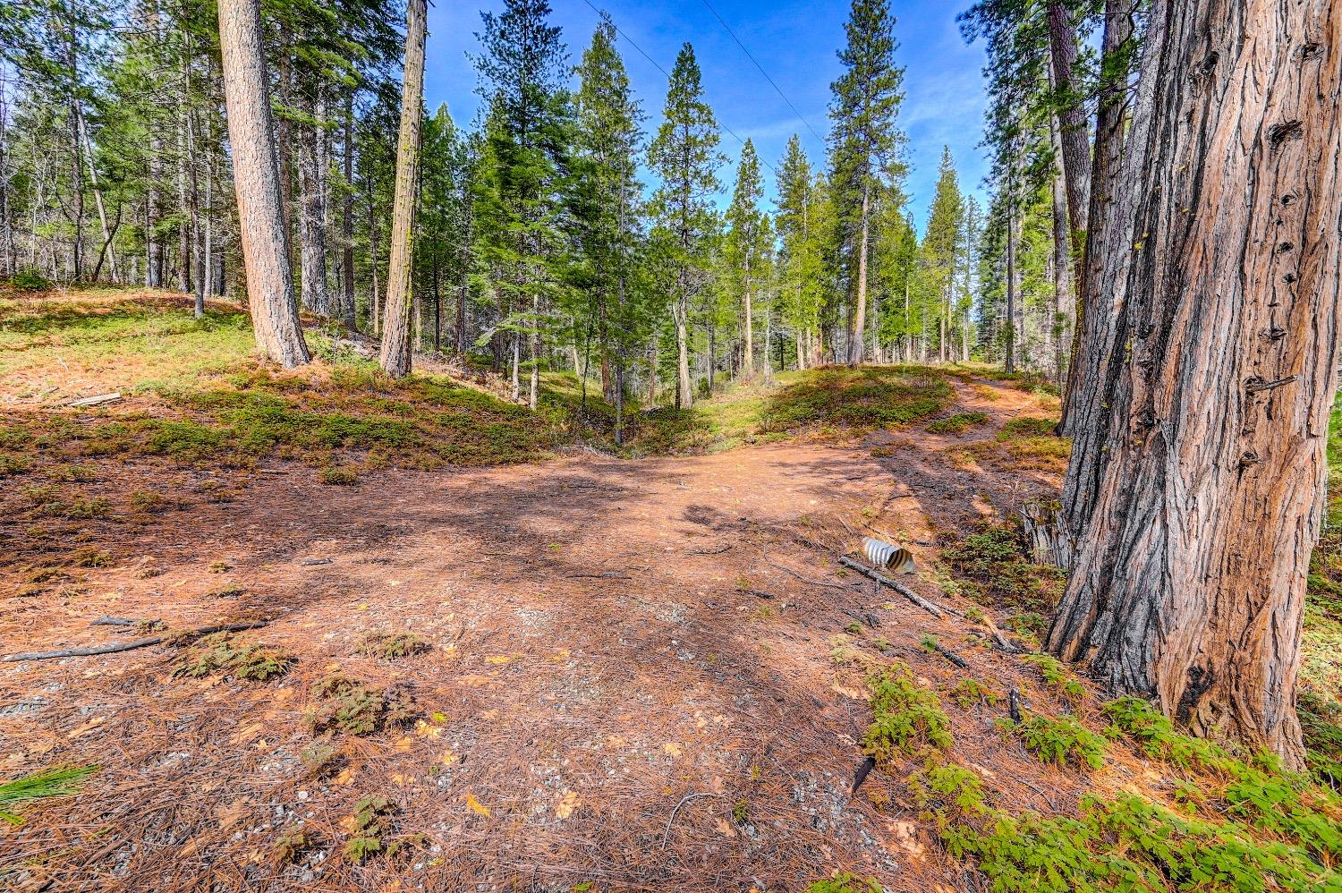 3488 Moran Road Arnold, CA 95223 - Photo 3 of 27 a view of a yard with plants and trees