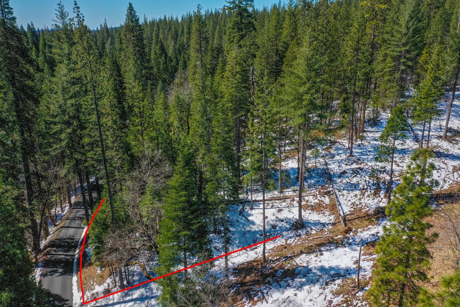 3488 Moran Road Arnold, CA 95223 - Photo 5 of 27 a view of a lush green forest with lots of trees