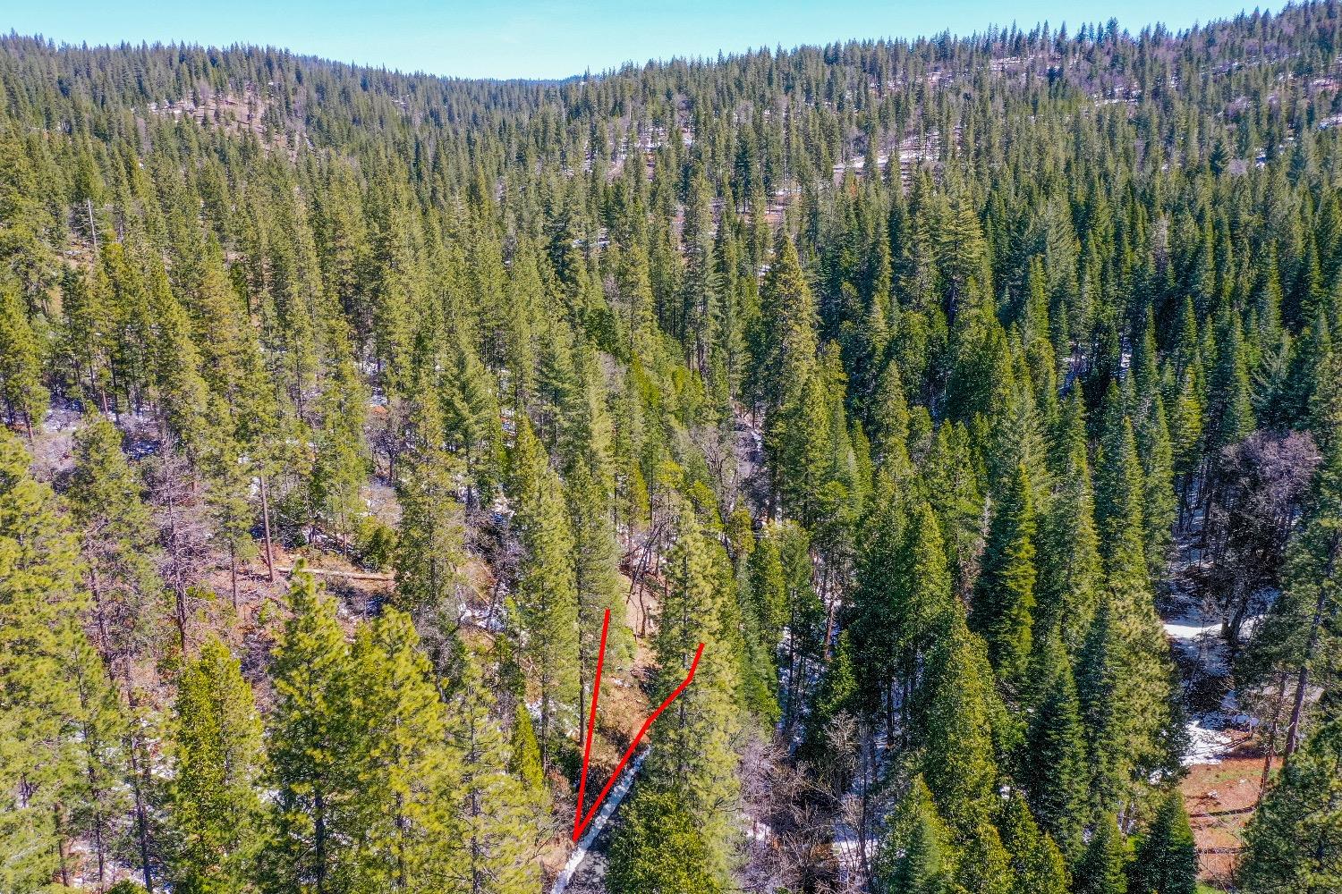 3488 Moran Road Arnold, CA 95223 - Photo 9 of 27 a view of a garden with a plant