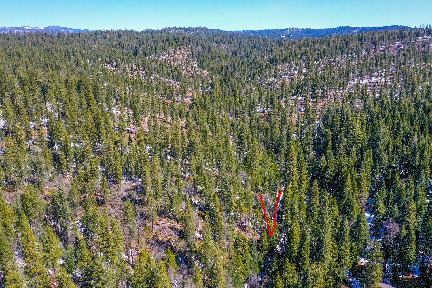 3488 Moran Road Arnold, CA 95223 - Photo 10 of 27 a view of a yard with a lush green forest