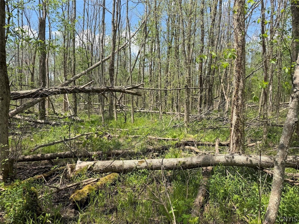 Buttermilk Road South Dayton, NY 14138 - Photo 17 of 26