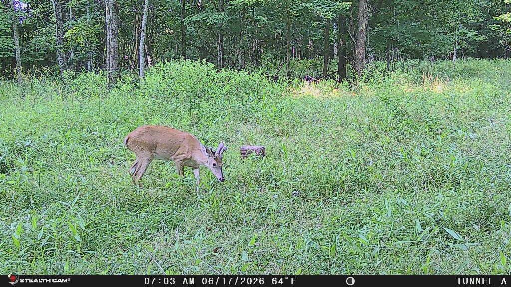 1271 A Tunnel Ridge Road Grayson, KY 41143 - Photo 13 of 134 20260617_095737_CED288