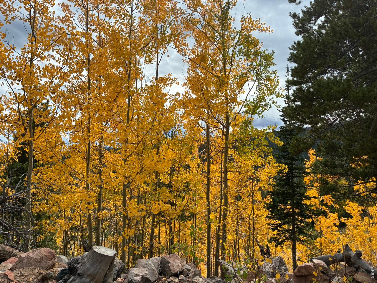 540 Elkridge Road Red Feather Lakes, CO 80545 - Photo 11 of 13