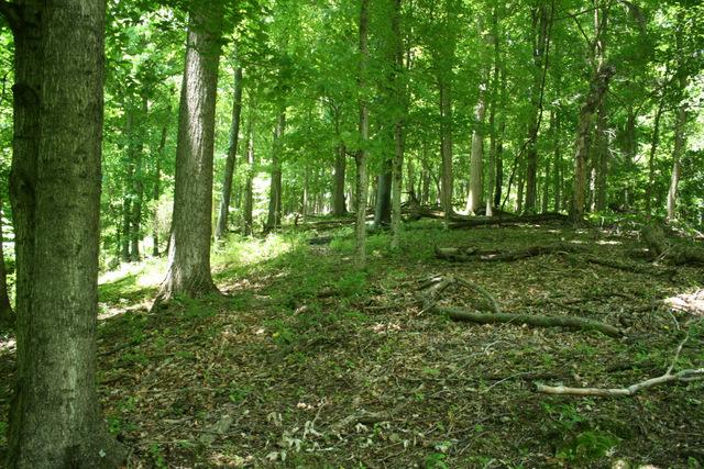 3689 Crafton Foster Road Mount Pleasant, TN 38474 - Photo 15 of 20 Gallery Image 15
