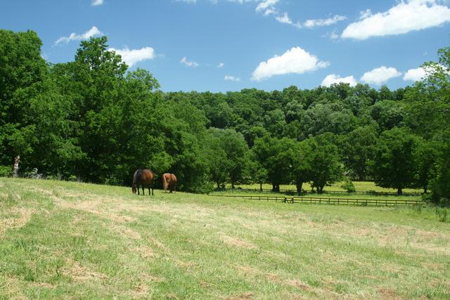 3689 Crafton Foster Road Mount Pleasant, TN 38474 - Photo 18 of 20 Gallery Image 18