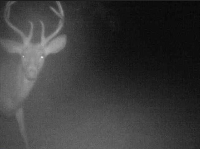 52402 Oak Plains Road Marcellus, MI 49067 - Photo 53 of 59 Cropped Night Buck