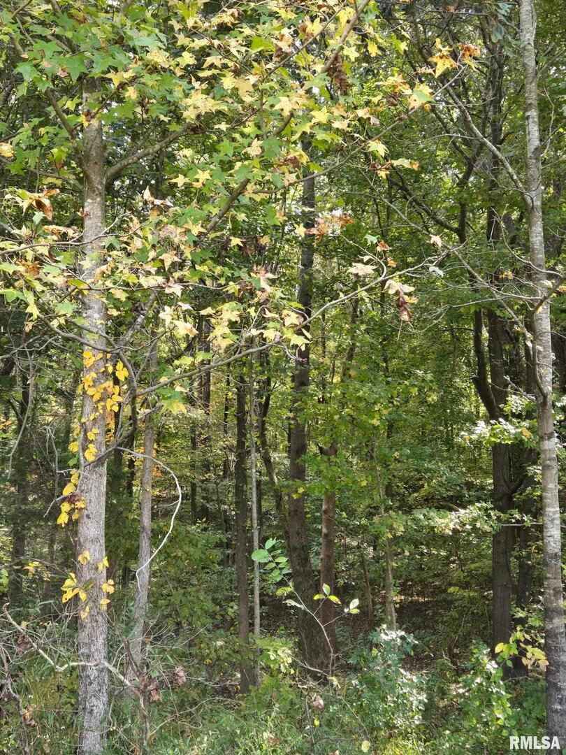2174 Highway 1 Elizabethtown, IL 62931 - Photo 10 of 14 a view of a tree