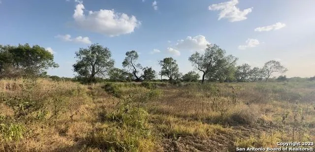 a view of a yard with a tree