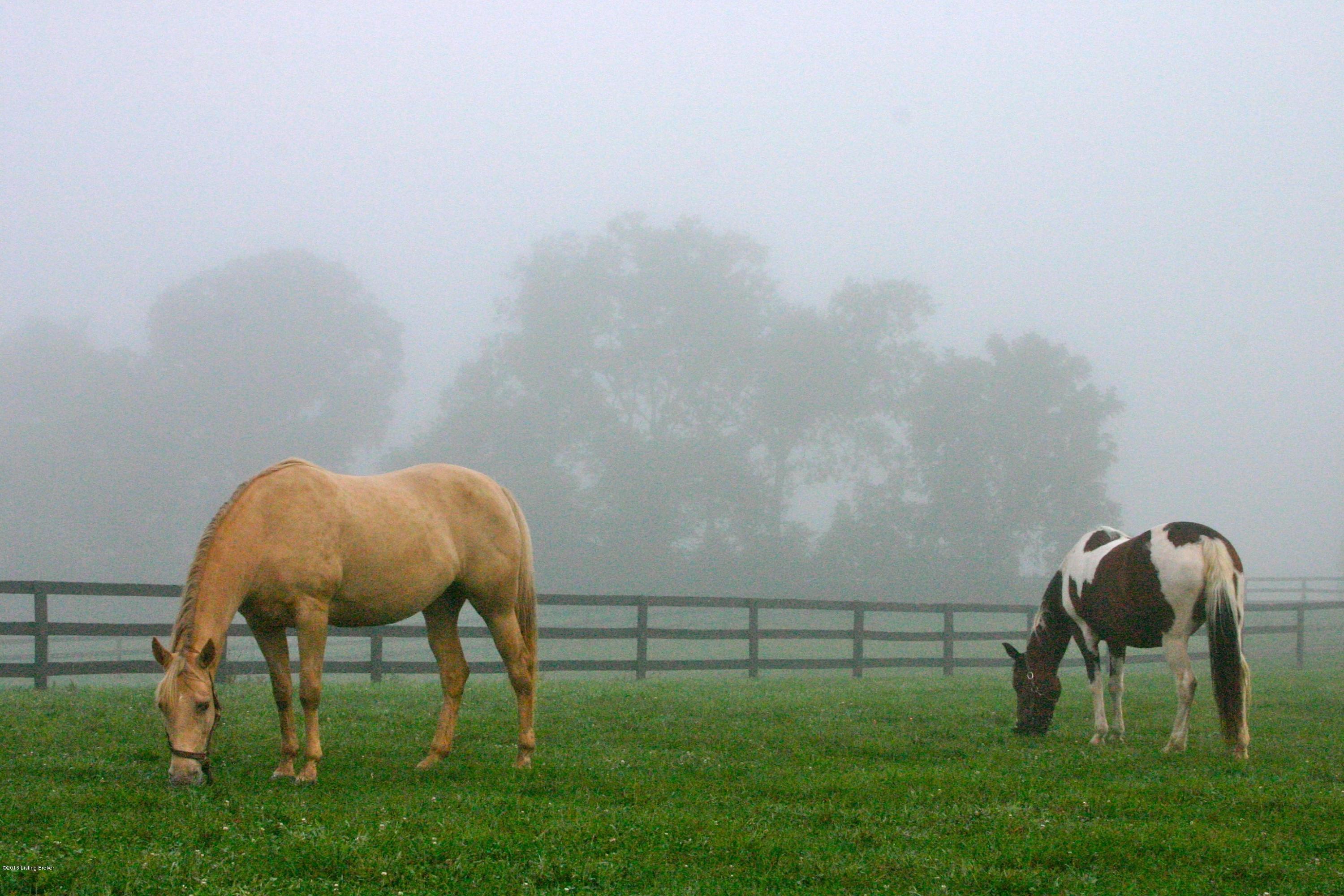 1633 McCoun Road Smithfield, KY 40068 - Photo 6 of 53 HORSES GRAZING