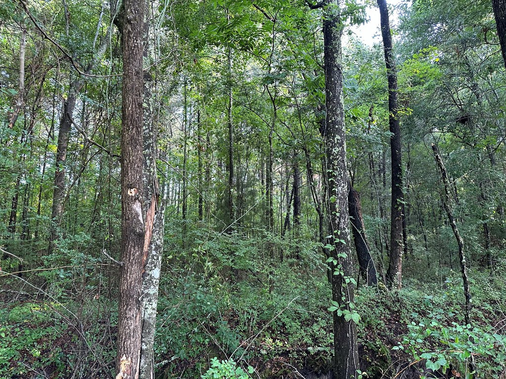 Tbd Tbd Road Holly Hill, SC 29059 - Photo 4 of 5