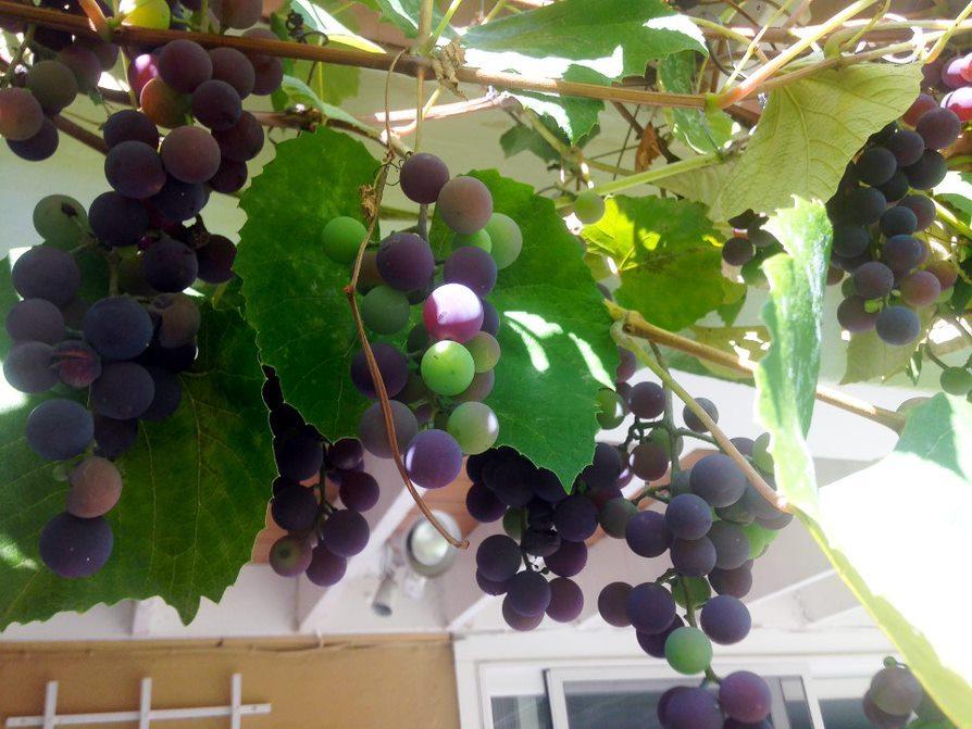 31 Brookside Road Portland, ME 04103 - Photo 9 of 107 FRESH GRAPES