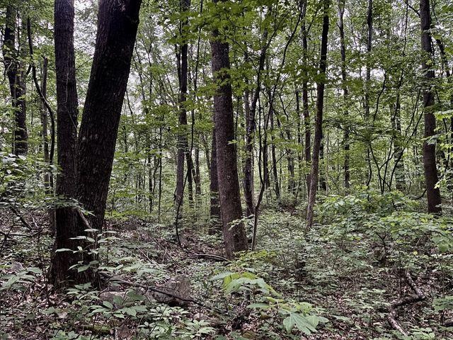 0 Cove Trail Whitwell, TN 37397 - Photo 6 of 9 a view of trees and bushes