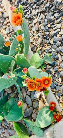 $399,900 | 5107 1st Place, Lubbock, TX 79416