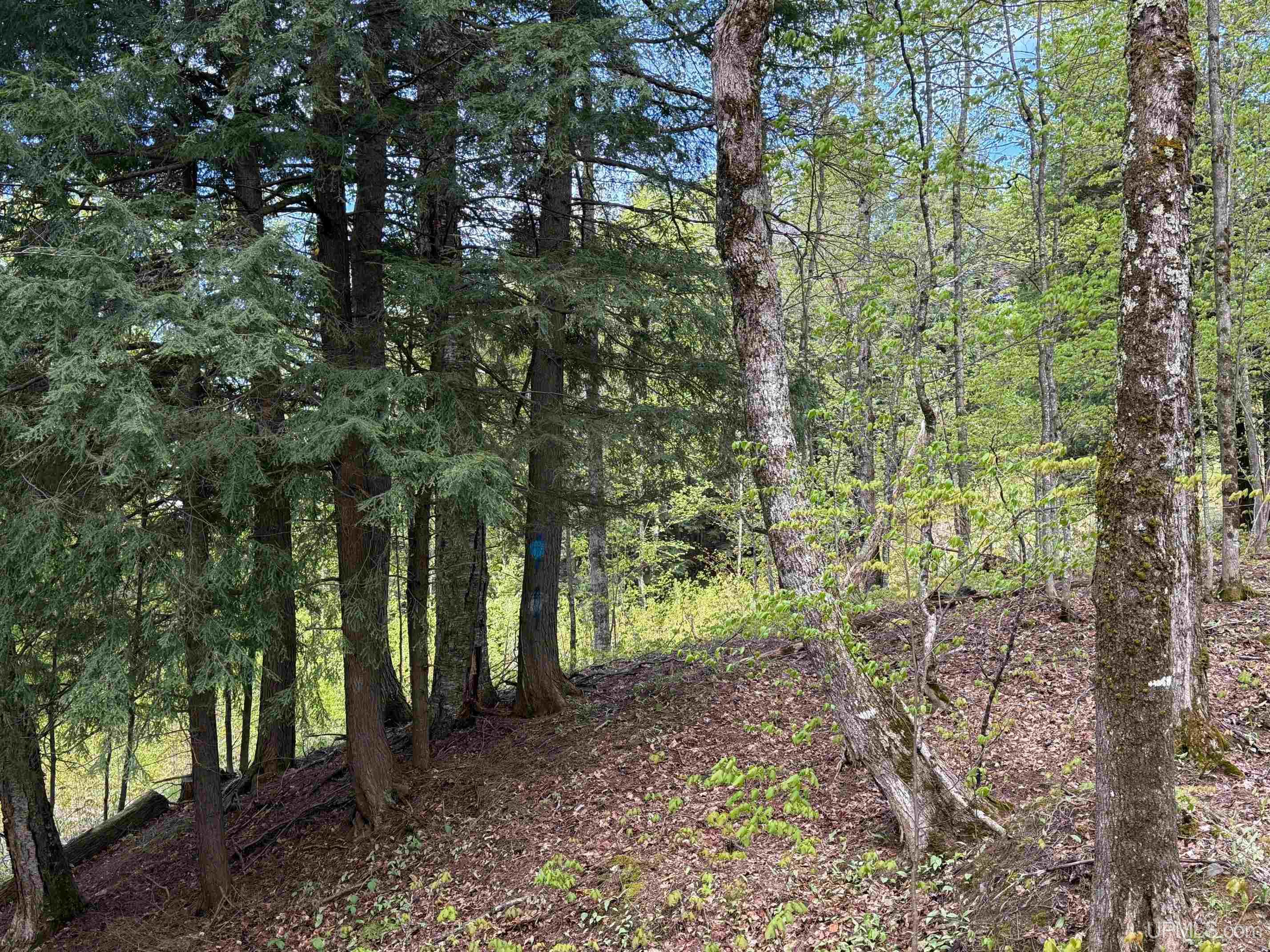 Tbd10 Baraga Plains Road Lanse, MI 49946 - Photo 10 of 19
