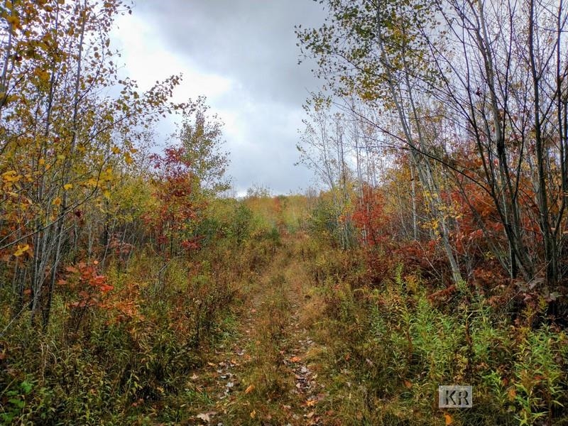 80-acres Wieman Road Gladwin, MI 48624 - Photo 6 of 28 Gallery Image 6