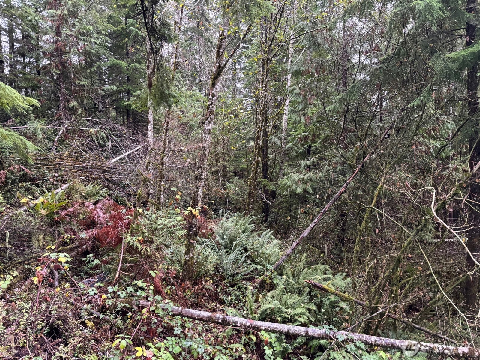 a view of a forest with a tree