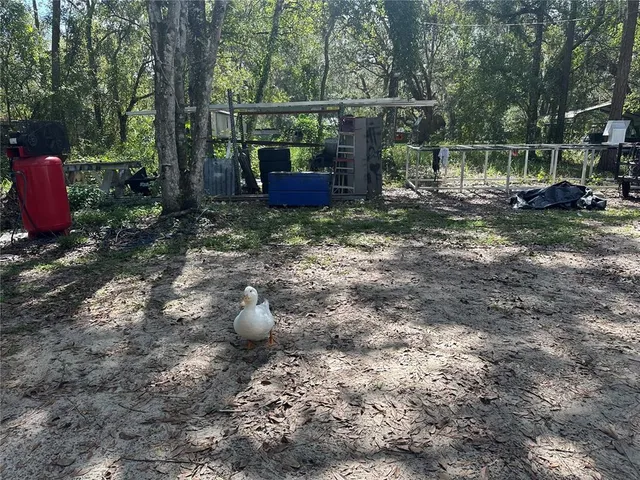 a view of a park with tree s