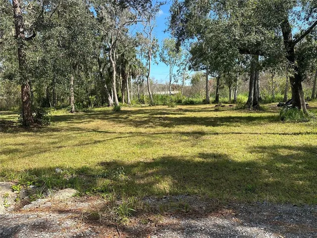 a view of a tree in a yard