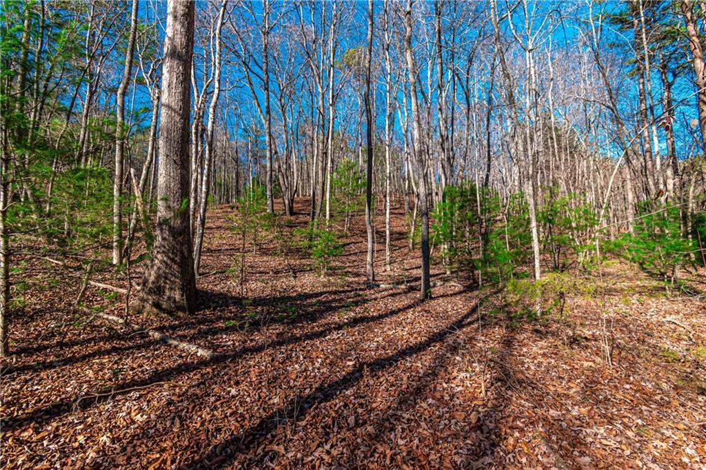 Lot 22 Meadow Brook Trail Morganton, GA 30560 - Photo 13 of 51 a view of a backyard with trees