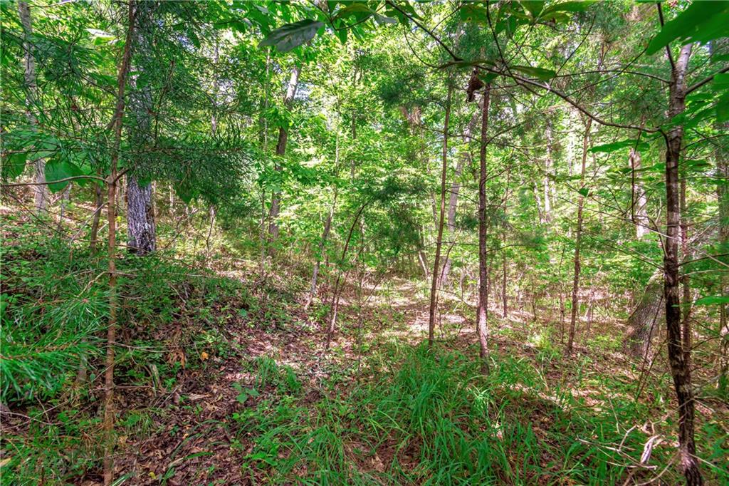 Lot 22 Meadow Brook Trail Morganton, GA 30560 - Photo 17 of 51 a view of forest