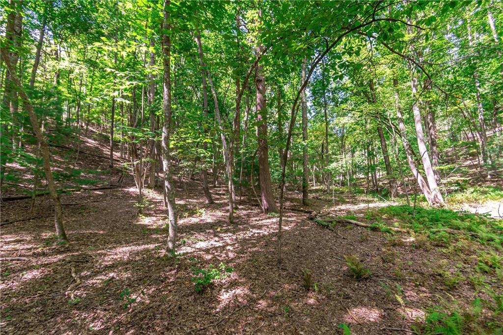 Lot 22 Meadow Brook Trail Morganton, GA 30560 - Photo 21 of 51 a view of a forest with trees