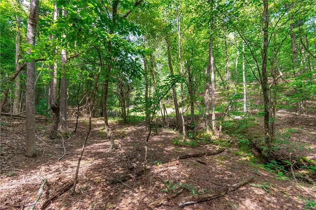 a view of a forest with trees in the background