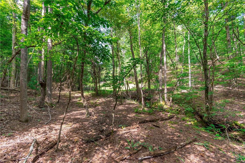 Lot 22 Meadow Brook Trail Morganton, GA 30560 - Photo 28 of 51 a view of a forest with trees in the background