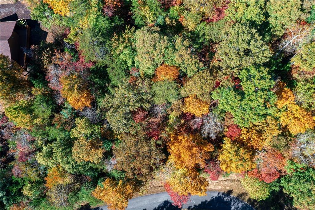 Lot 22 Meadow Brook Trail Morganton, GA 30560 - Photo 37 of 51 a picture of tree